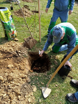 Sajenje medovitih rastlin