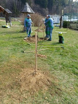 Sajenje medovitih rastlin